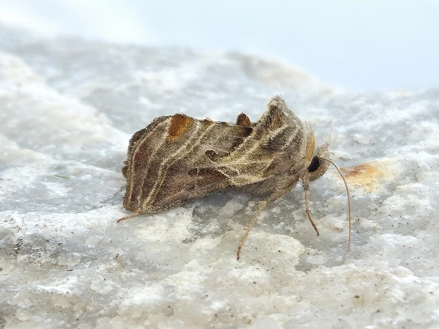 Euchalcia modestoides - zöld aranybagoly