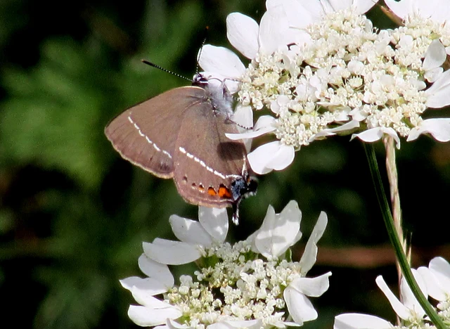 Satyrium spini - kökény-csücsköslepke