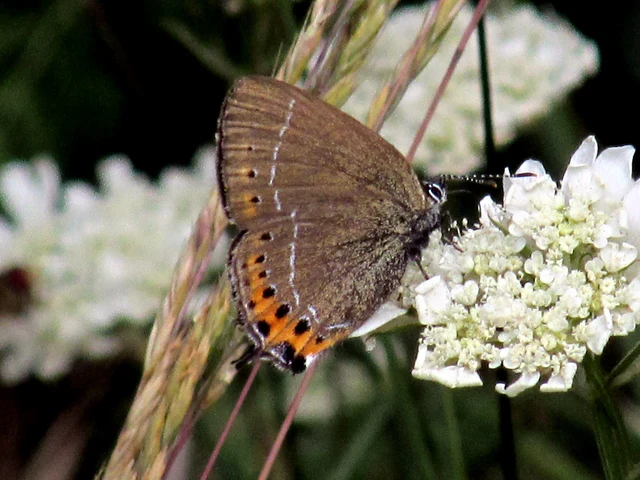 Satyrium pruni - szilvafa-csücsköslepke