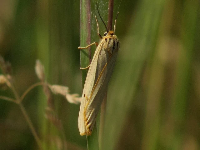 Spiris striata - csíkos molyszövő