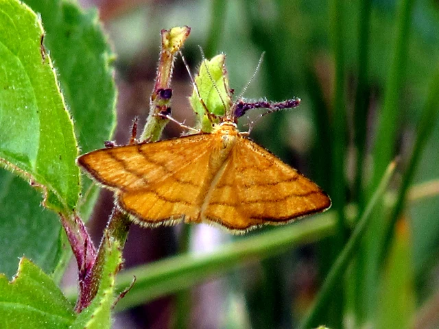 Idaea aureolaria - aranyos sávosaraszoló