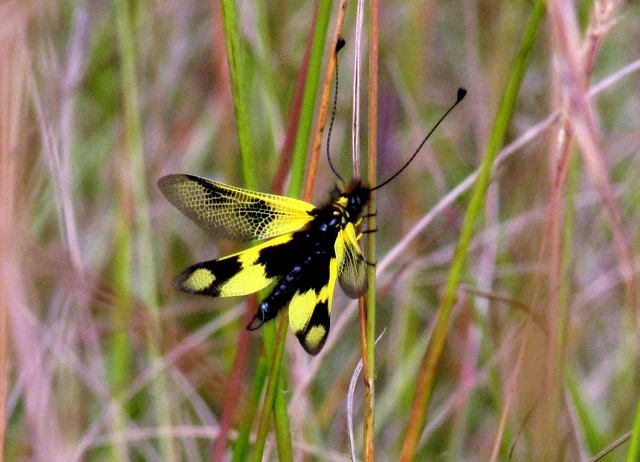 Libelloides macaronius - keleti rablópille