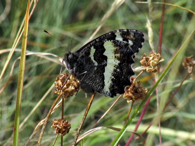 Brintesia circe - fehéröves szemeslepke