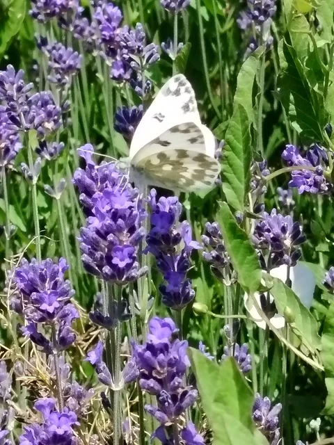 Pontia edusa - rezedalepke