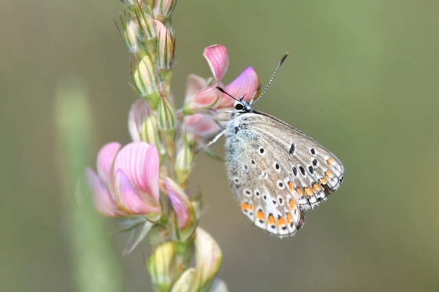 Polyommatus thersites - ibolyaszín boglárka
