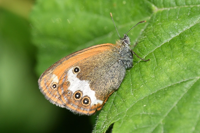 Coenonympha arcania - fehéröves szénalepke