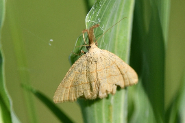Polypogon tentacularia - sötétaljú karcsúbagoly