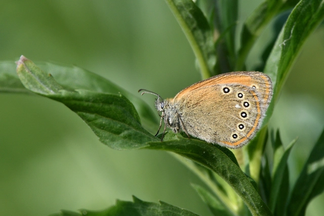 Coenonympha glycerion - közönséges szénalepke