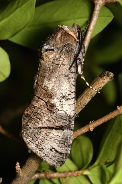 Cossus cossus - fűzfarontólepke