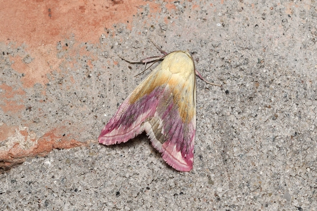 Eublemma purpurina - bíboros törpebagoly