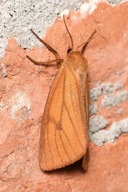 Diacrisia sannio - vörösszélű medvelepke