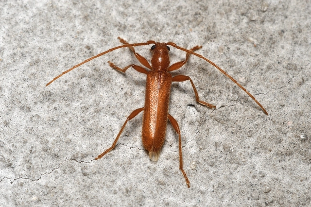 Axinopalpis gracilis - kecses selymescincér