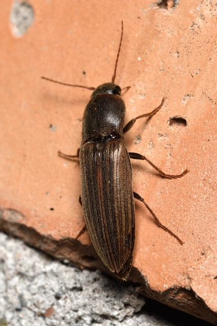 Agriotes lineatus - vetési pattanó
