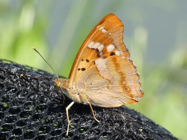 Apatura ilia - kis színjátszólepke