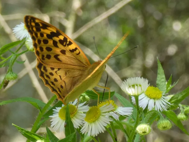 Argynnis pandora - zöldes gyöngyházlepke