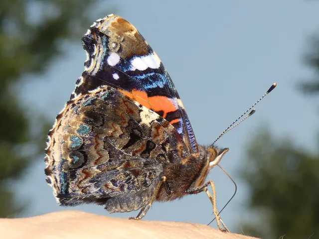 Vanessa atalanta - atalantalepke