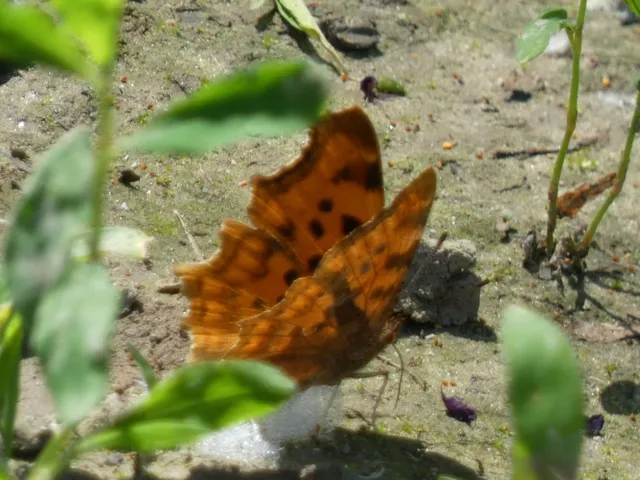Nymphalis c-album - C-betűs lepke