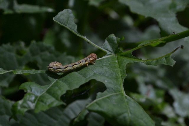 Erannis defoliaria - nagy téliaraszoló