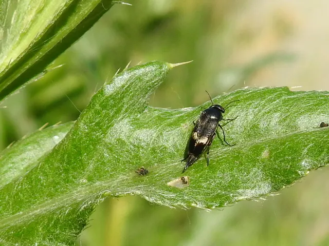 Mordellidae - marókafélék