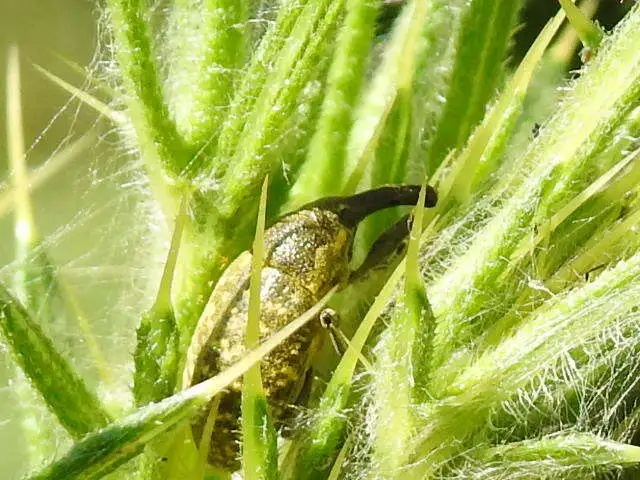 Larinus