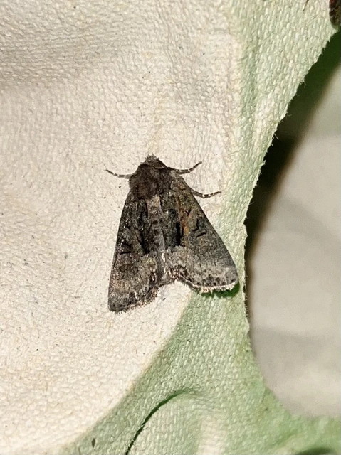 Oligia strigilis/latruncula/versicolor