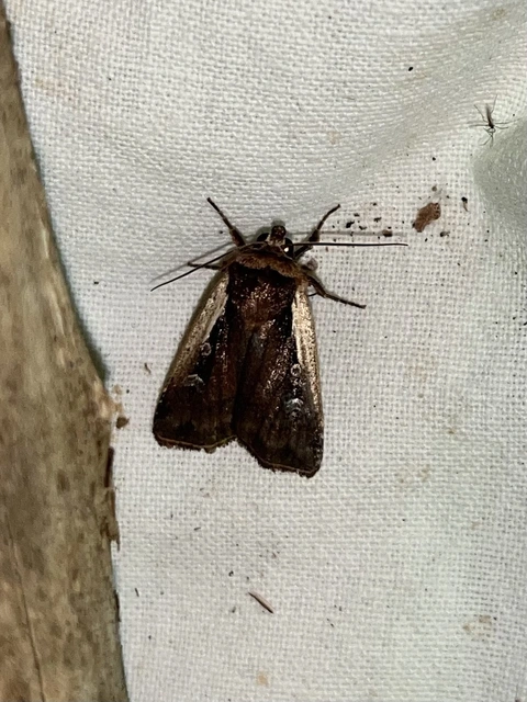 Ochropleura plecta - fehérszegélyű fűbagoly
