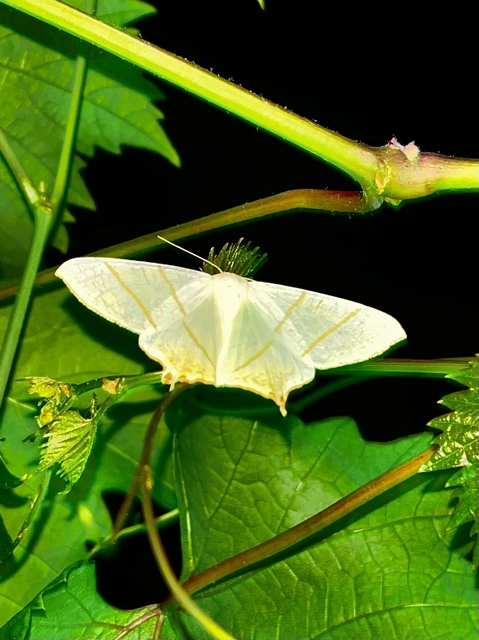 Ourapteryx sambucaria - fecskefarkú araszoló
