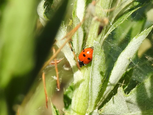 Hippodamia variegata - tizenhárompettyes katica