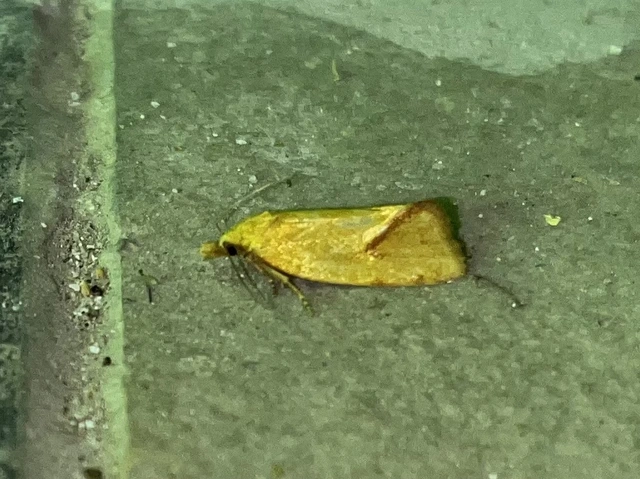 Agapeta hamana - közönséges sárgamoly