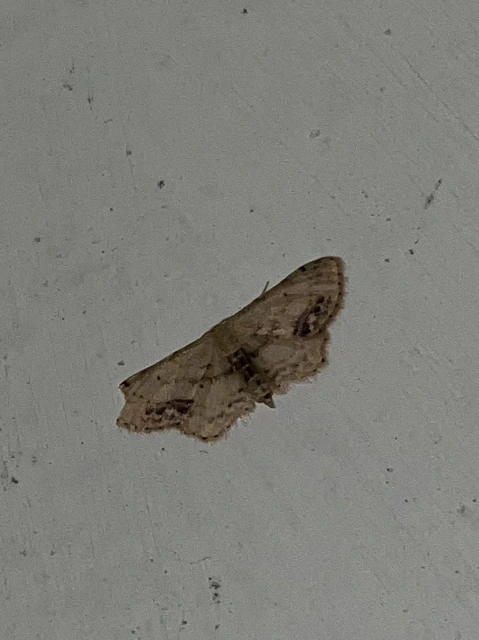 Idaea dimidiata - gyakori apróaraszoló