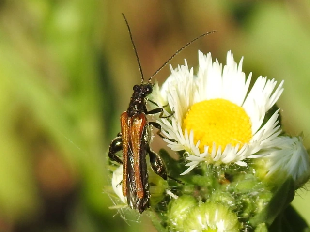 Oedemera femorata - sárgahátú álcincér