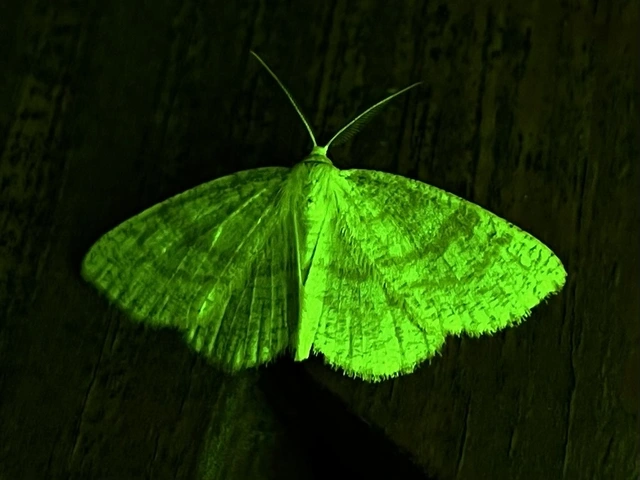 Cabera exanthemata - pettyes égeraraszoló