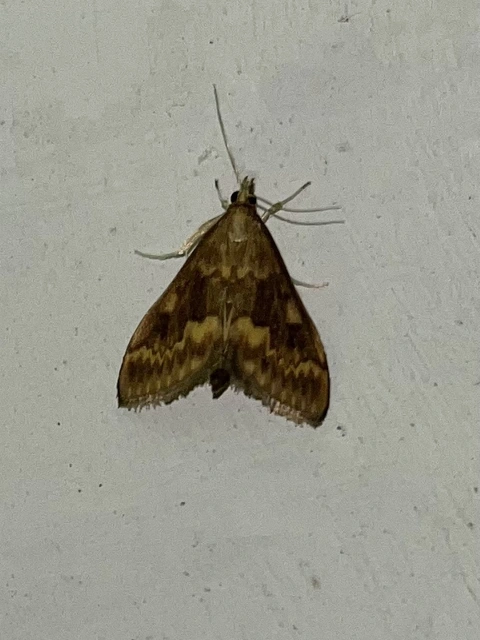 Ostrinia nubilalis - kukoricamoly