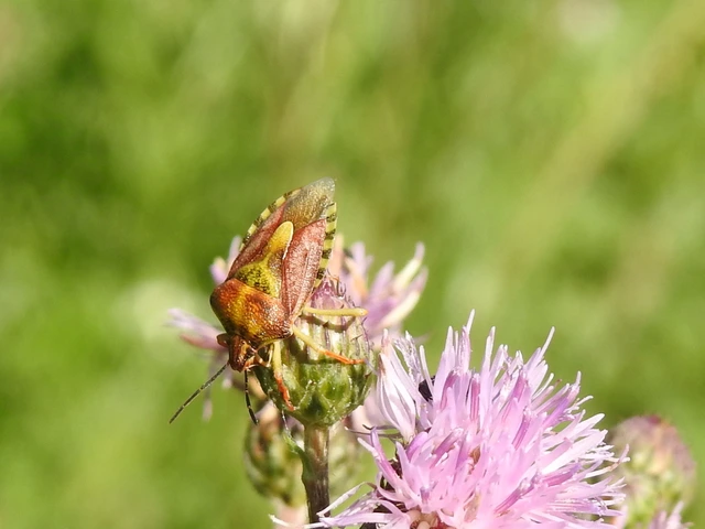 Carpocoris Carpocoris