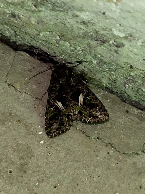 Trachea atriplicis - nyári zöldbagoly