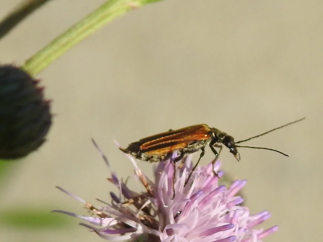 Oedemera femorata - sárgahátú álcincér