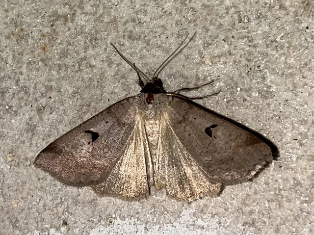Lygephila pastinum - közönséges csüdfűbagoly