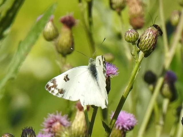 Pontia edusa - rezedalepke