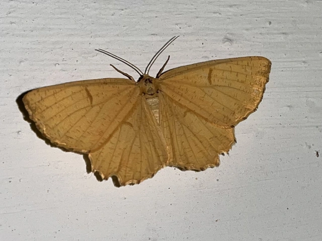 Angerona prunaria - sárga kökényaraszoló