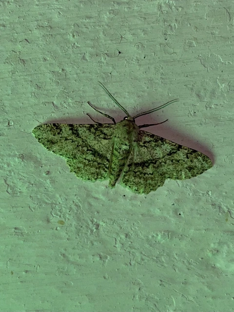 Ascotis selenaria - holdas faaraszoló