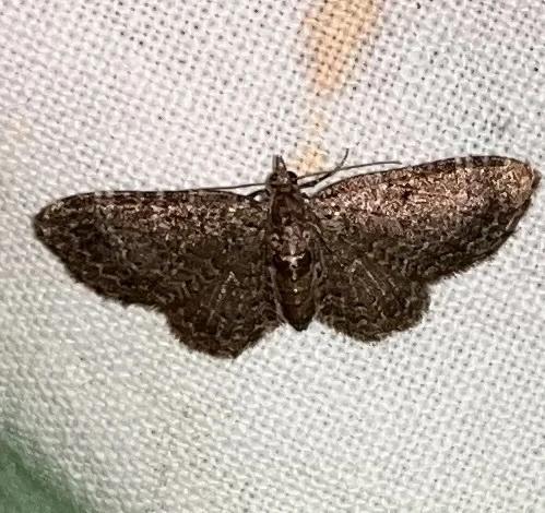 Pasiphila chloerata - hamvas törpearaszoló