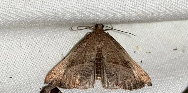 Hypena proboscidalis - ormányos karcsúbagoly