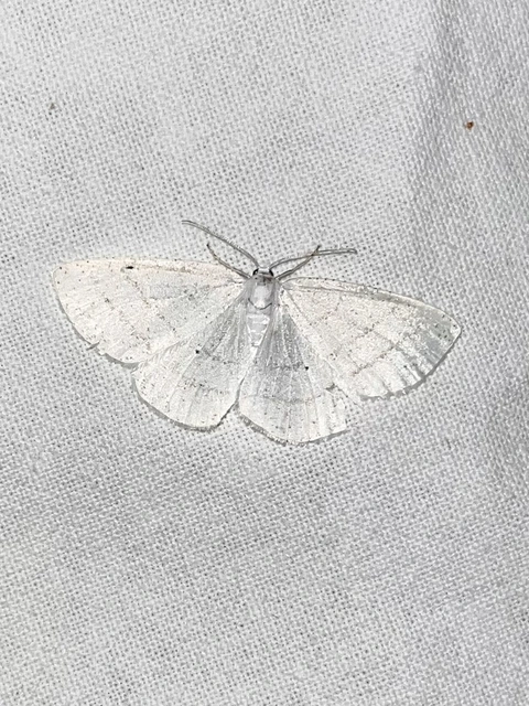 Cabera pusaria - fehér égeraraszoló