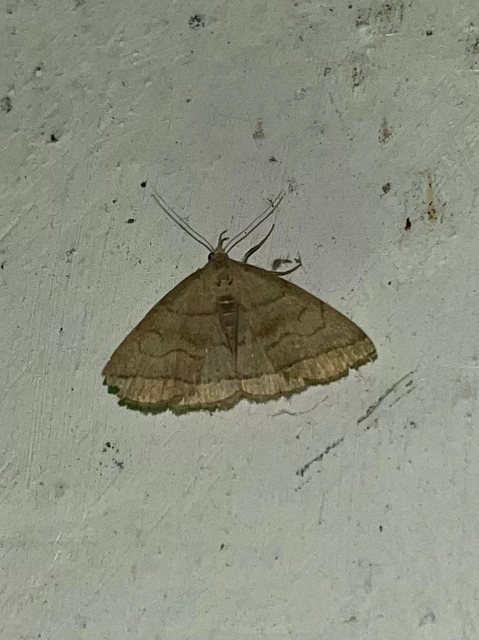 Herminia tarsicrinalis - szőröslábú karcsúbagoly