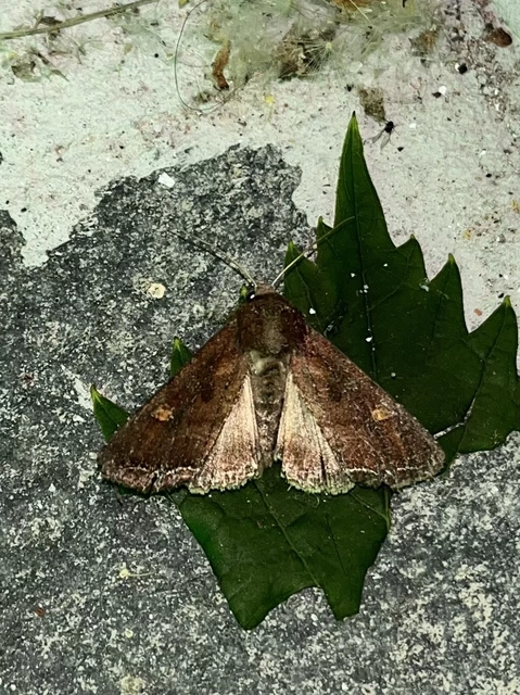 Lacanobia oleracea - saláta-kertibagoly