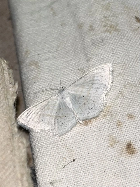 Scopula caricaria - mocsári fehéraraszoló