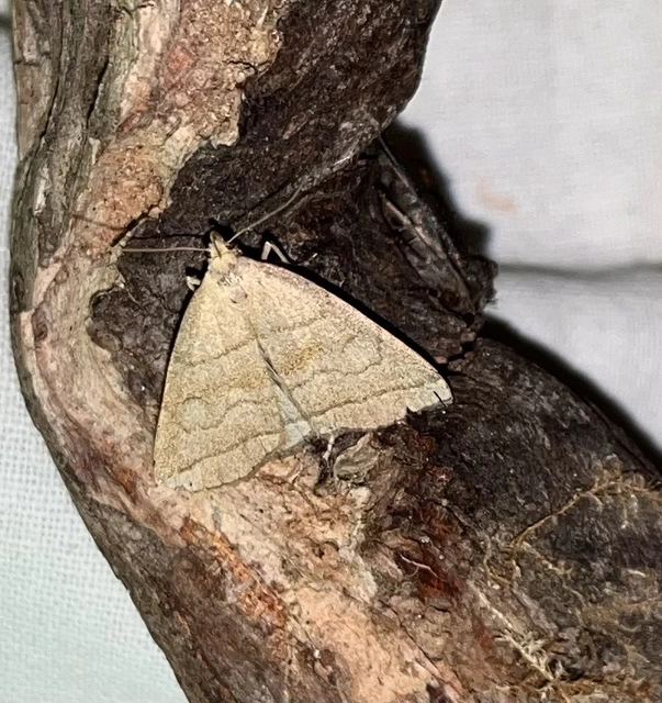Herminia tarsicrinalis - szőröslábú karcsúbagoly
