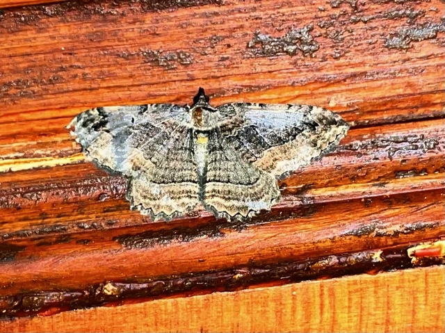Philereme transversata - varjútövis-araszoló