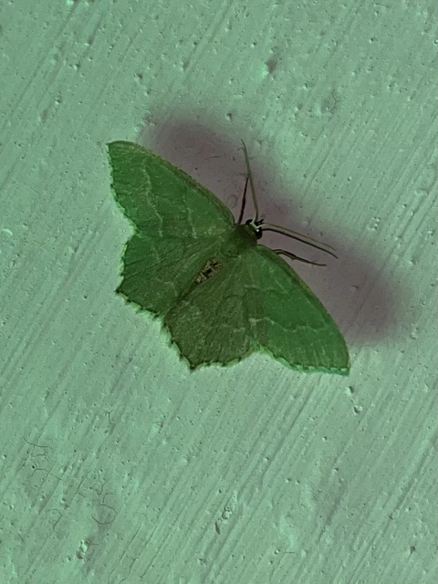 Hemithea aestivaria - nyír-zöldaraszoló
