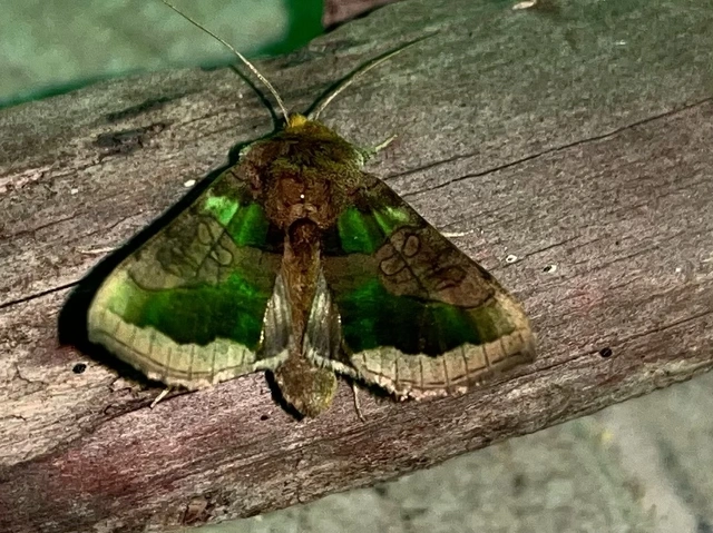 Diachrysia chrysitis/stenochrysis